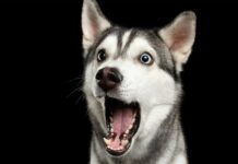 Σκύλος • Να γιατί μυρίζει στα απόκρυφα σημεία μας